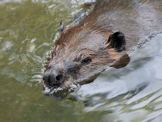 動物図鑑、アメリカビーバー